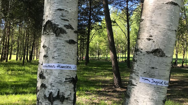 Trädmassaker planeras i prisbelönt park