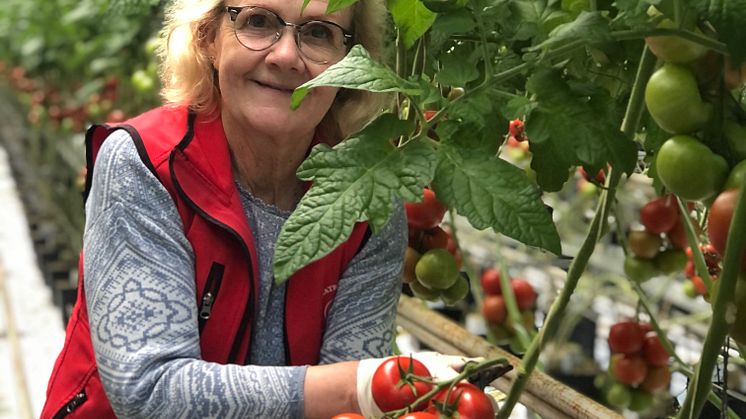 Annicka Assarsson, tomatodlare utanför Motala är glad över den soliga våren och att hennes tomater fick en fin start.