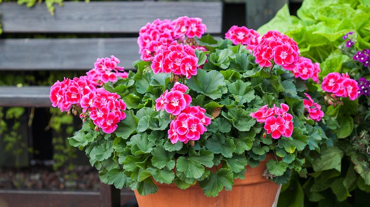Pelargoner i kärlekens alla färger