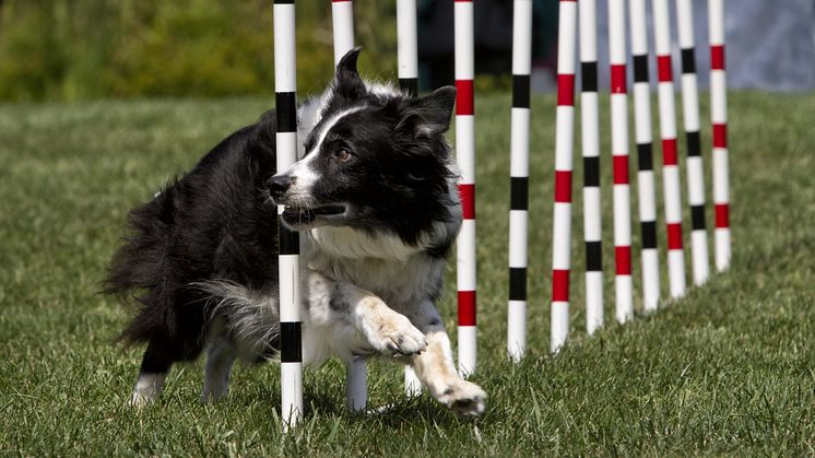 Agility
