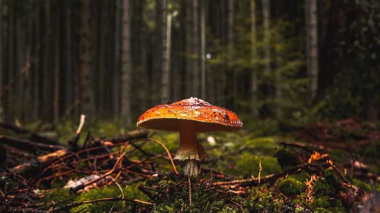 Gödsling främjar tillväxt, men förändrar samspelet mellan träden och deras mykorrhizasvampar. Foto: Dalibor Perina, Unsplash