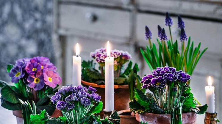 Primula - en favorit på fönsterbrädan tidig vår. Foto: Blomsterfrämjandet/Åsa Myrberg