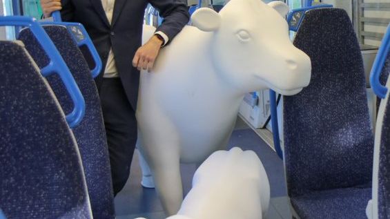 Cows about Cambridge