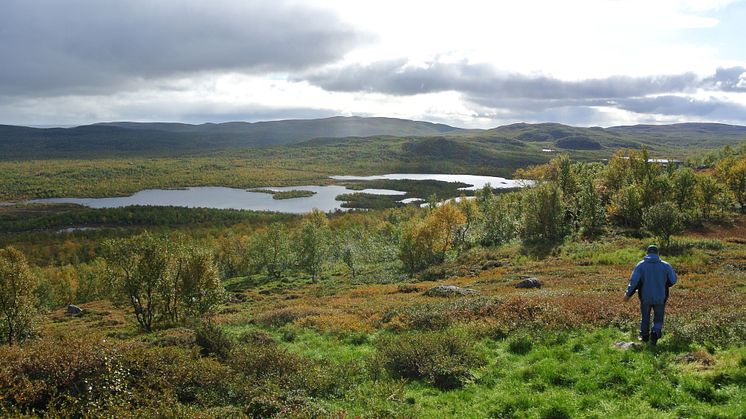 Mosesanking_Korpfjellet_Foto_Lars-Ola Nilsson_NIBIO Svanhovd.jpg