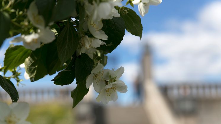 Lukt på blomstene på Bastionen