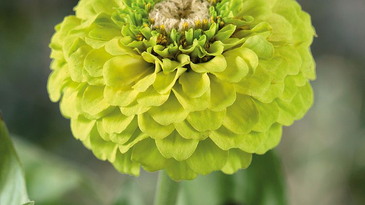 BL_Zinnia-Envy_327698