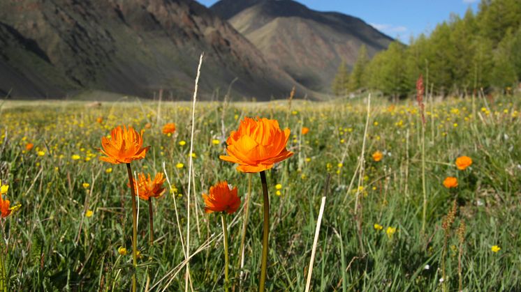 Trollius asiaticus