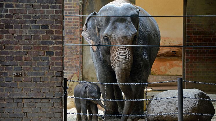 Zoo Leipzig: Elefantenkuh Pantha mit ihrem Kalb im Elefantentempel Ganesha Mandir - Foto: Emily Hoppe