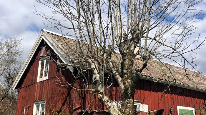 Rödlistad ask Fraxinus excelsior. Foto: Kjell Andersson