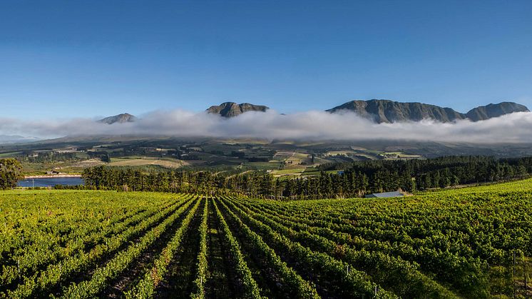 Newton Johnson Vineyard.jpg
