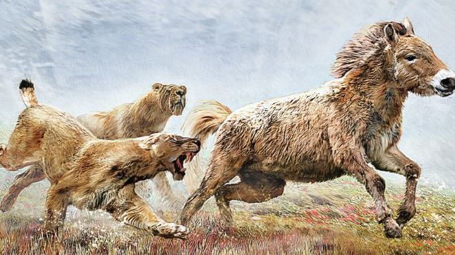 Forskare har lyckats kartlägga sabeltandade kattdjurs arvsmassa. De var flockdjur anpassade för långdistanslöpning. Illustration: Velizar A. Simeonovski.
