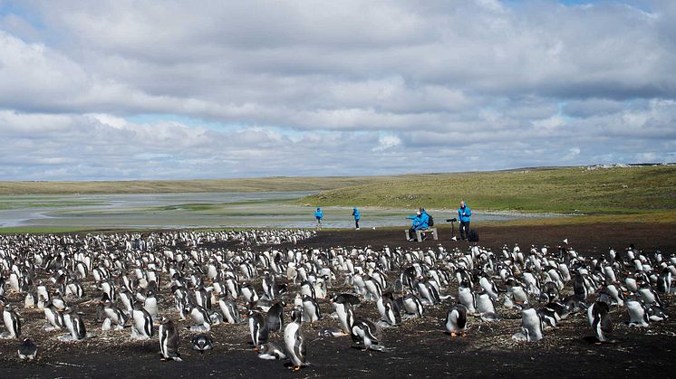 Antarctica_Illustration-Photo_BluffCove©Dominic-Barrington