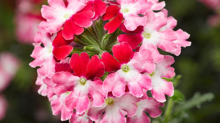 Nyhet! Verbena, Glandularia Lanai® Twister Red           