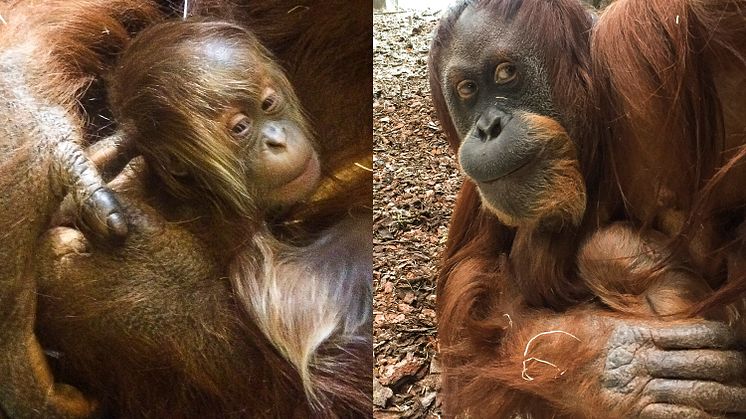 Sveriges första Sumatraorangutang har fötts i Furuvik: ”Oerhört glada”