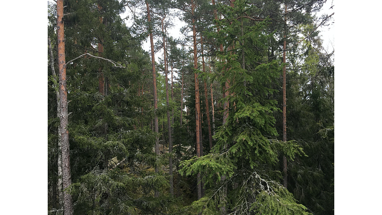 Naturskog barrblandskog