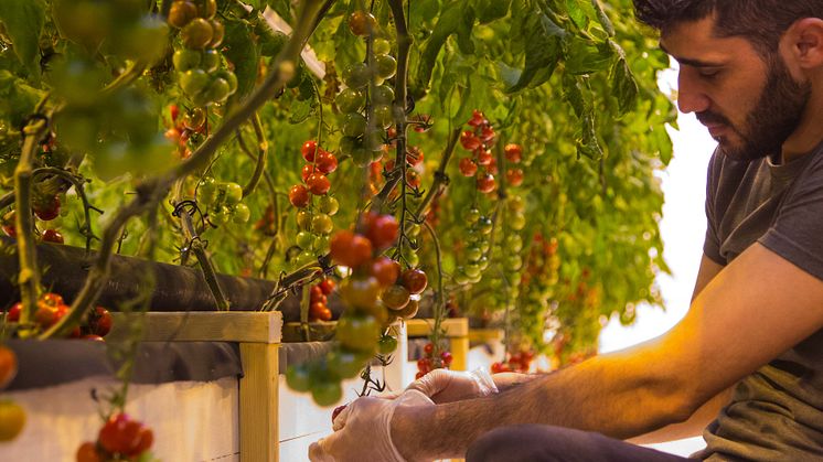 Tomatplockning1.jpg