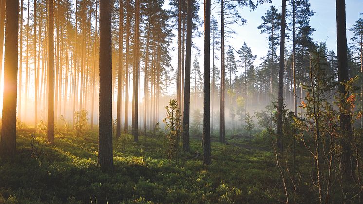 Snart inflyttning i Växjös grönaste kontor med närproducerad energi från Växjö Energi