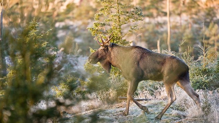 Älgjakten i södra Sverige pågår till och med den 31 januari 2024. Foto: Gert Olsson, Scandinav. 