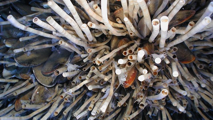 Musslor, skäggmaskar och kräftdjur vid en kall metankälla på över 1000 meters djup i Mexikanska golfen. Foto: NOAA, Public Domain