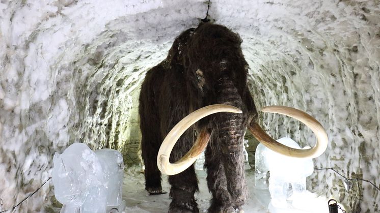Det finns planer i Ryssland på att återuppliva mammuten för att mildra växthuseffekten. Modell av mammut i Yakutsk, Sibirien. Foto: Torill Kornfeldt
