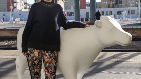 Cows about Cambridge