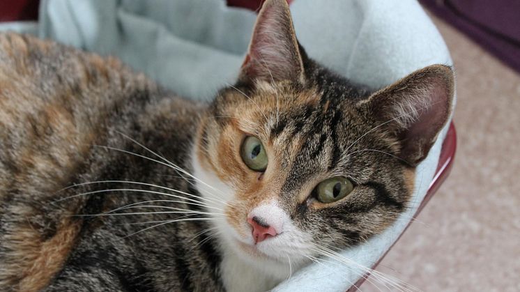 Hemlös katt