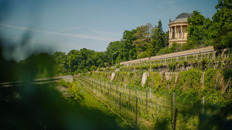 The Royal Vineyard