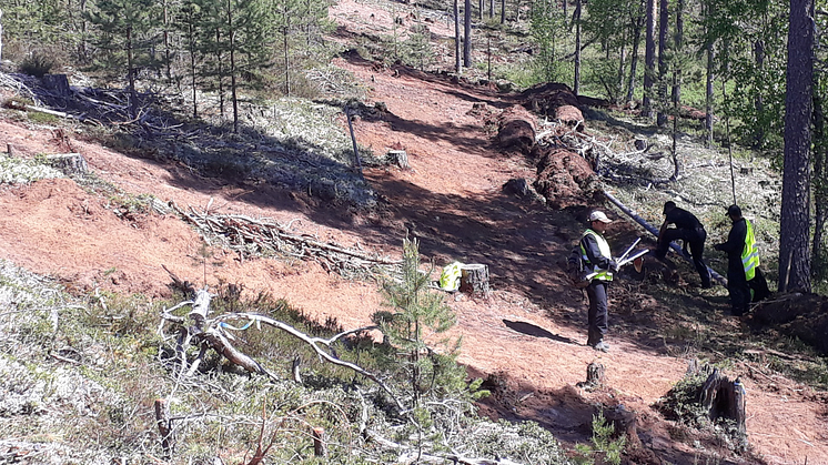 I Haftahedarna ska ett arbetslag med hjälp av skrapor, hackor, spadar, krattor och röjsåg ta bort så mycket vegetation som möjligt för att skapa bar sand. Foto: Skogsstyrelsen