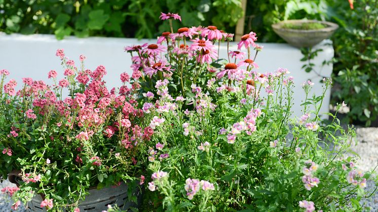 Rosa i krukorna till nästa år.  Foto: Blomsterfrämjandet