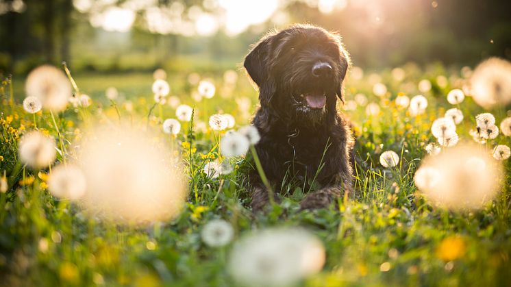 Här är tipsen för dig som vill svemestra med hund!