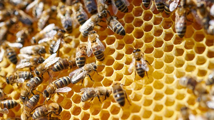 Konstanz: Beekeeper at a beehive in the Bioland apiary © DZT/Ben Wiesenfarth