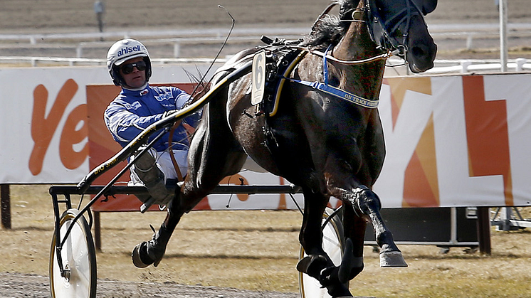 Dalarnas stolthet klar för Elitloppet