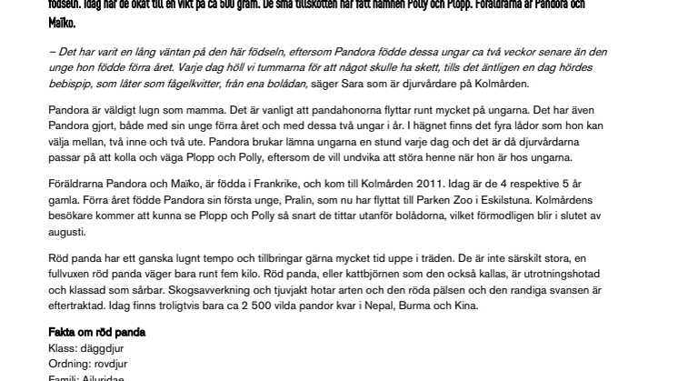 Dubbelt upp - två nyfödda pandaungar på Kolmården