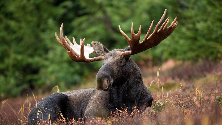 Myndigheterna tackar alla jägare, som bidragit till provtagningen. Tack vare deras insats har tillräckligt med prover skickats in och den utökade övervakningen på älg kan avslutas. Foto: Pixabay