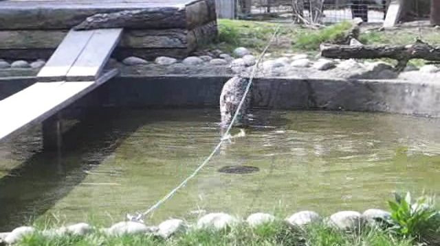 Parken Zoos nya katt fiskar