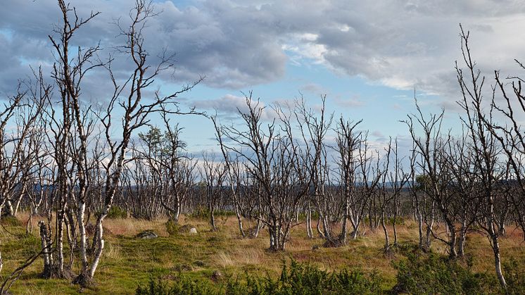 Arealen skadad fjällbjörk i norra Skandinavien har ökat de senaste årtiondena. Foto: Jakob Iglhaut