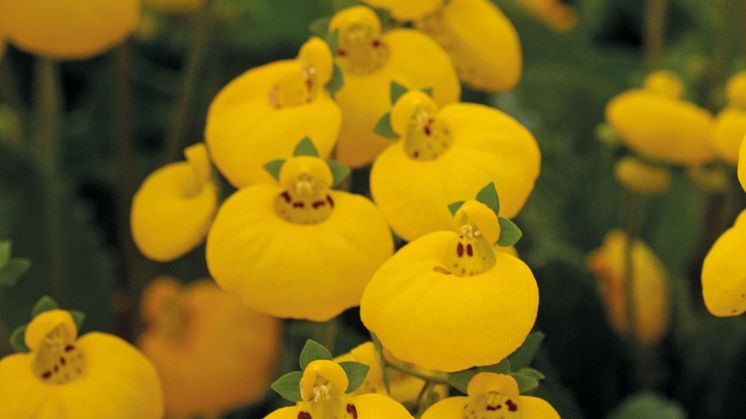 Nytt och kul 2013 - Toffelblomma, Calceolaria ’Calynopsis’