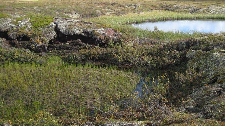 Kollapsande torvmark när permafrost tinar, Tavvavuoma i norra Sverige. Foto: Britta Sannel