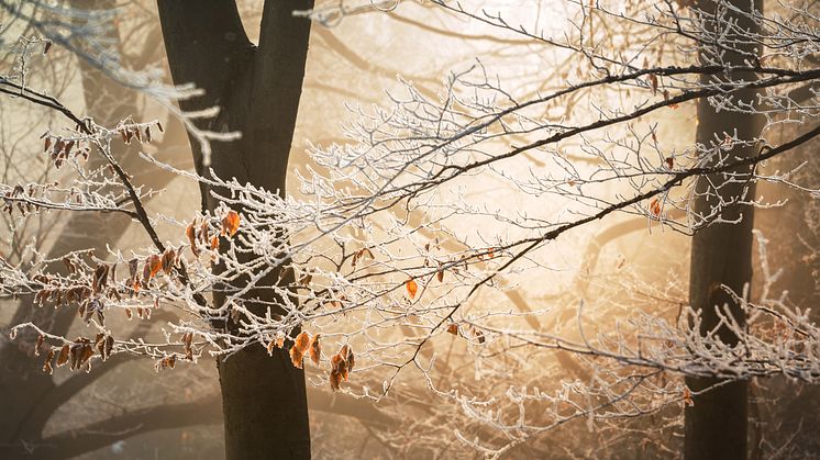 Tidig vinter höjer elpriset