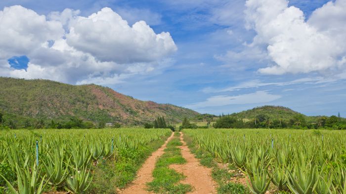 Was ist eigentlich Aloe vera?