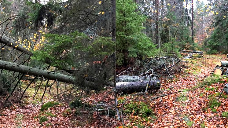 Vindfälle på Blekingeledens östliga sträckning från Ronneby stad har kapats upp inne i ett Biotopskyddsområde. Stockarna lämnas kvar och bidrar till den biologiska mångfalden. 