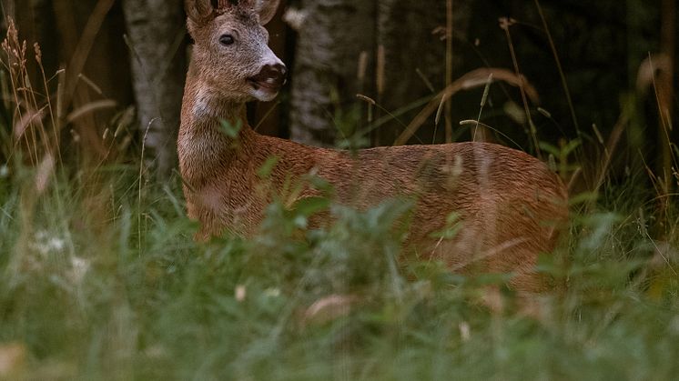 Rådjursbock