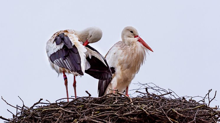 Storkparet har nu återvänt till sitt bo på ladugårdstaket i Skånes Djurpark.