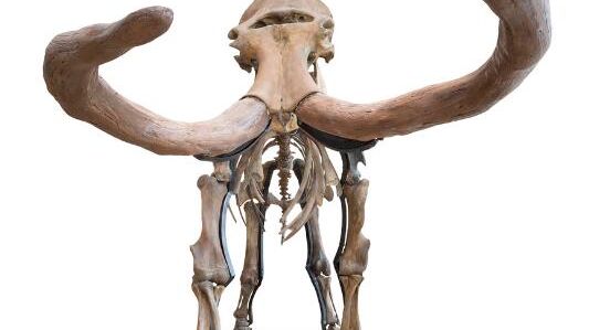 mammut.jpg
