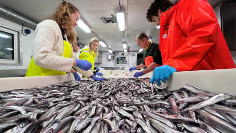 An abundant catch of capelin south of the Polar Front (Photo: Malin Daase)