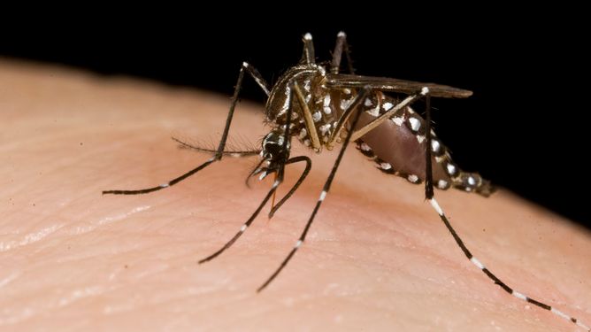 COMMENT: When it comes to nature’s public enemy number one, the mosquito is a modern monster