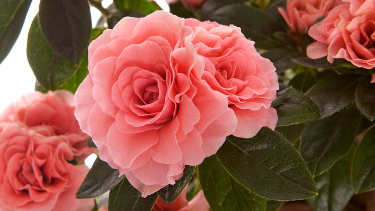 Världsnyhet på Blomsterlandet! Aiko -”kameliablommande” vårazalea