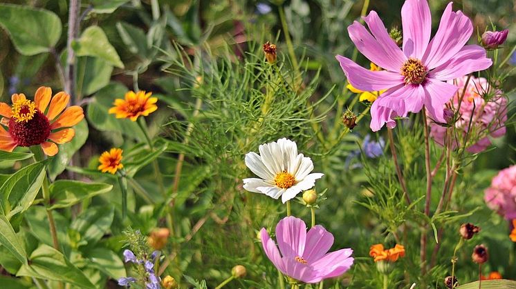 wild-flowers-3592934_1280