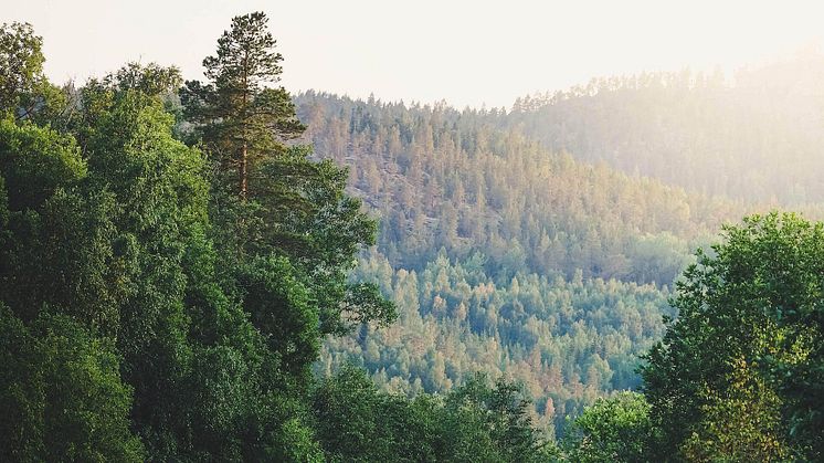 Kraftigt stigande pris på skogsmark när Ludvig & Co summerar 2020 års försäljningar