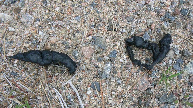 Nytt fall av parasiten dvärgbandmask - myndigheterna måste agera